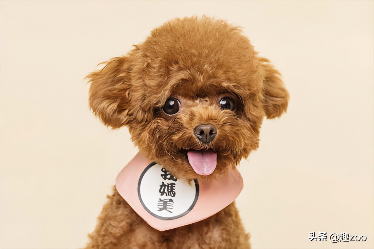 十大适合家养的宠物狗排名,十大好养的宠物狗