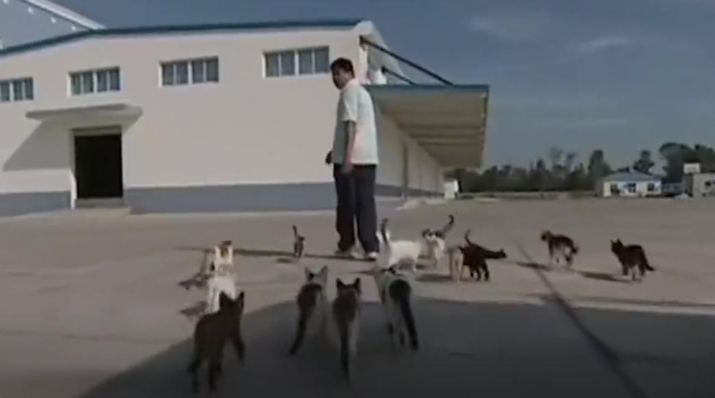 为了保护粮厂的粮食，男子训练出几十只特种猫，厂内展开猫鼠大战