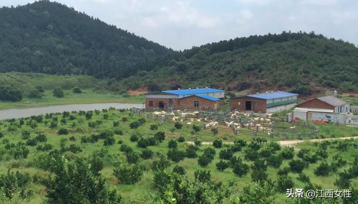 赣鄱巾帼创之乡村振兴篇丨廖春香：发展特色产业带领妇女姐妹走上致富路