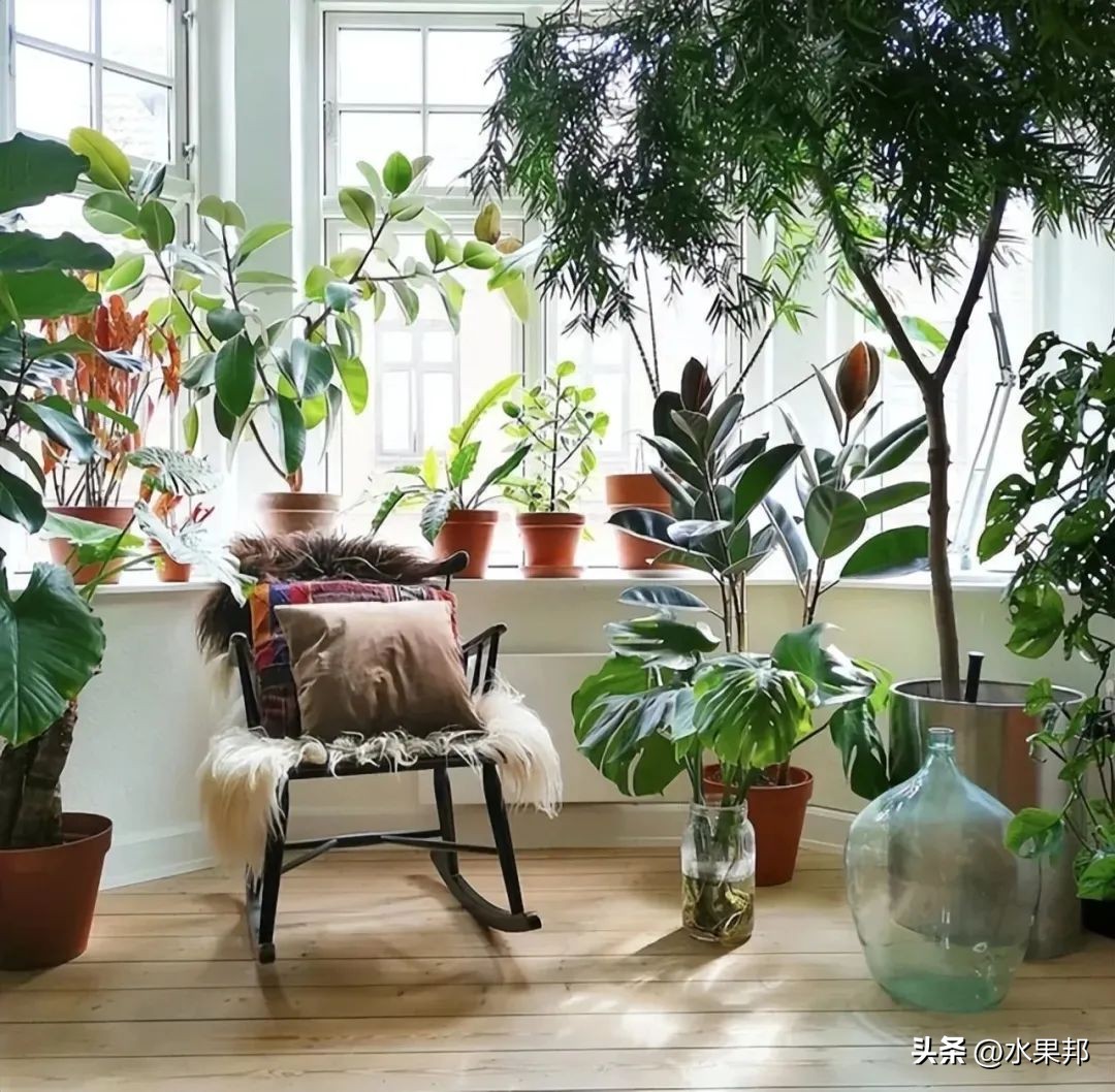 客厅见树家兴人旺6种吉利树好养,客厅旺财的三种树