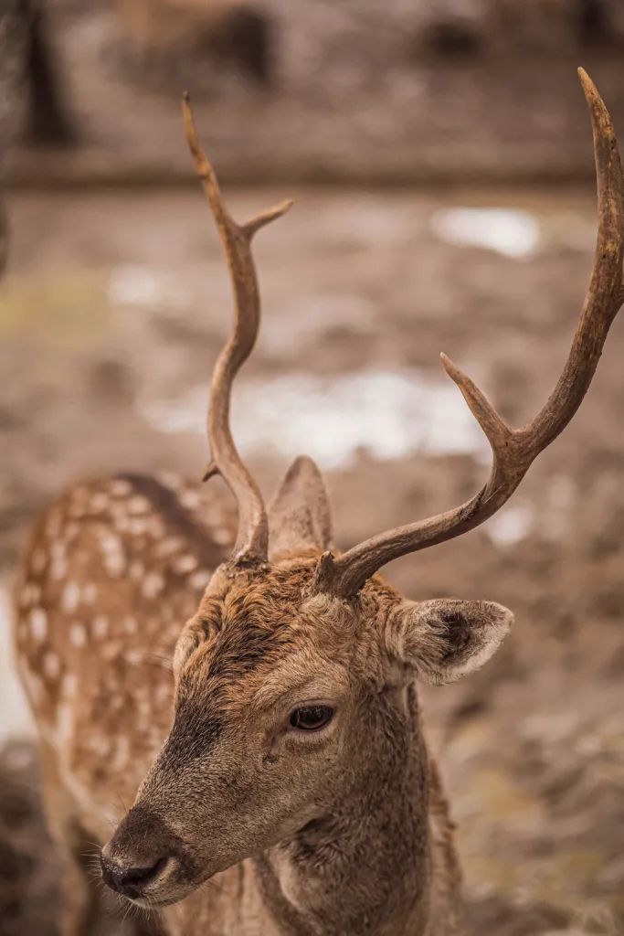 泰国曼谷旅游必去十大景区,泰国野生动物园亲子游
