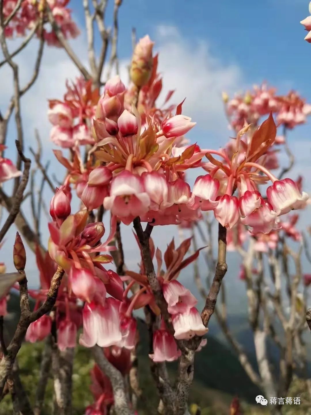 遇见拖延症的孩子怎么办,遇到孩子厌学怎么沟通
