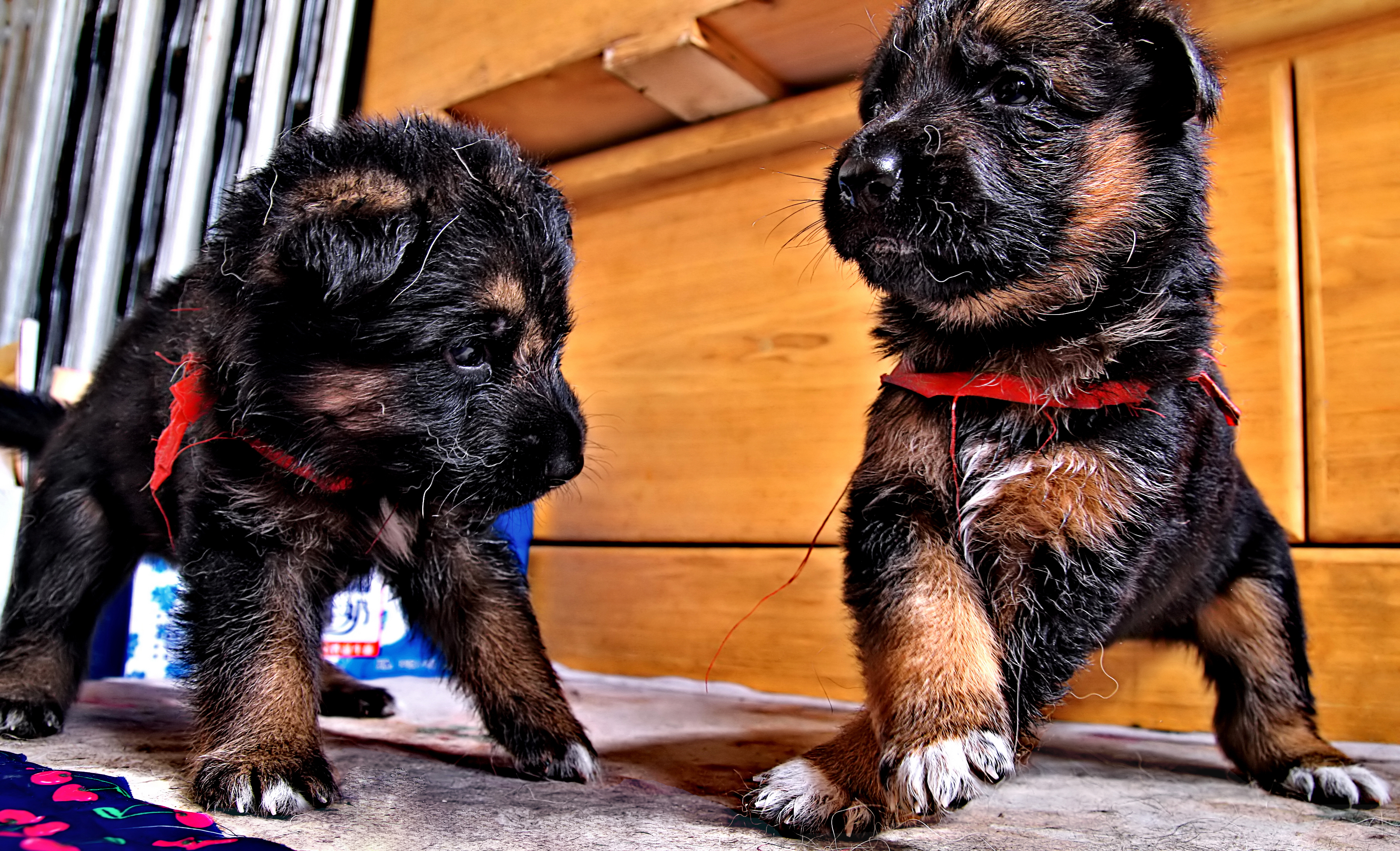 德牧养殖技术书籍大全,德牧饲养攻略