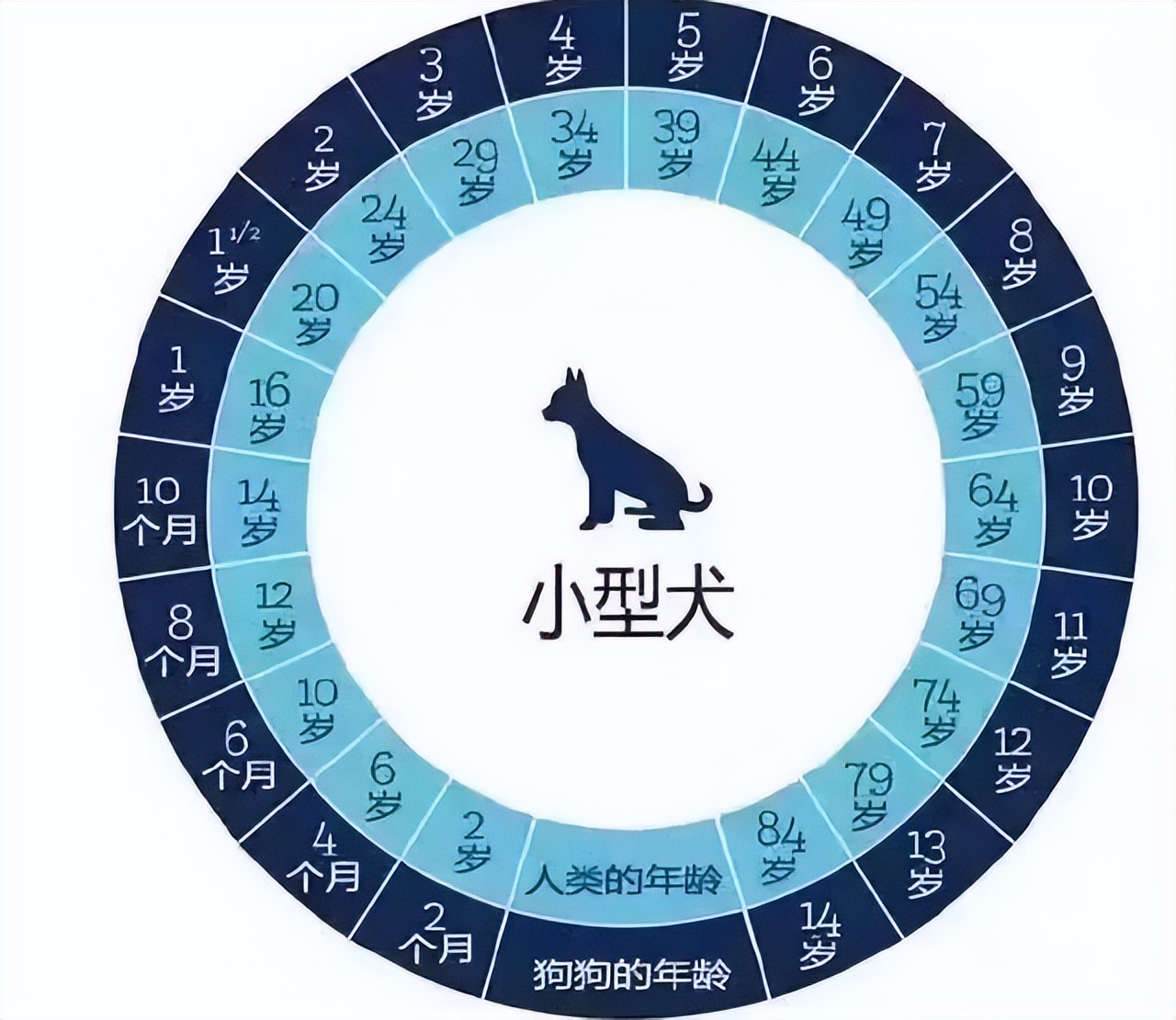 狗狗的最高年龄是多大,狗狗一年相当于人类多少年