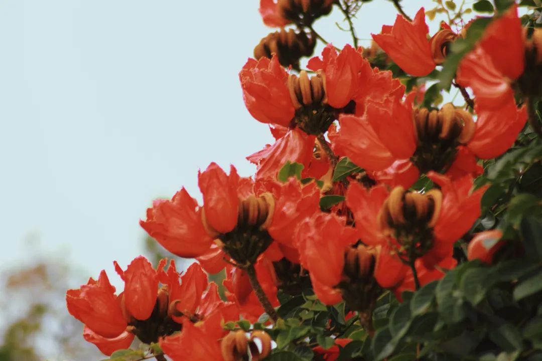 【普洱茶都康乐思茅】火焰木：凤凰涅槃浴火重生