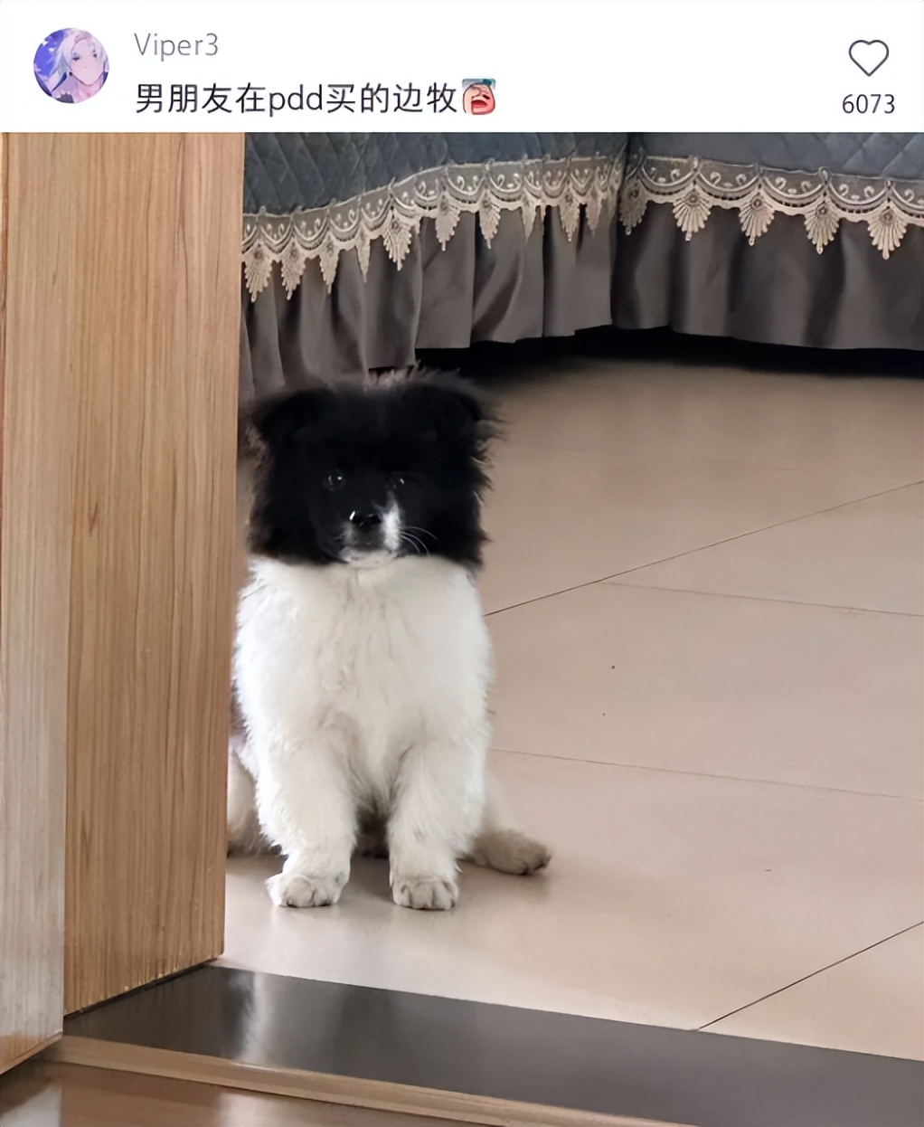 气死！拼夕夕150元买德牧，到手一看，山东德州牧鸡犬？？