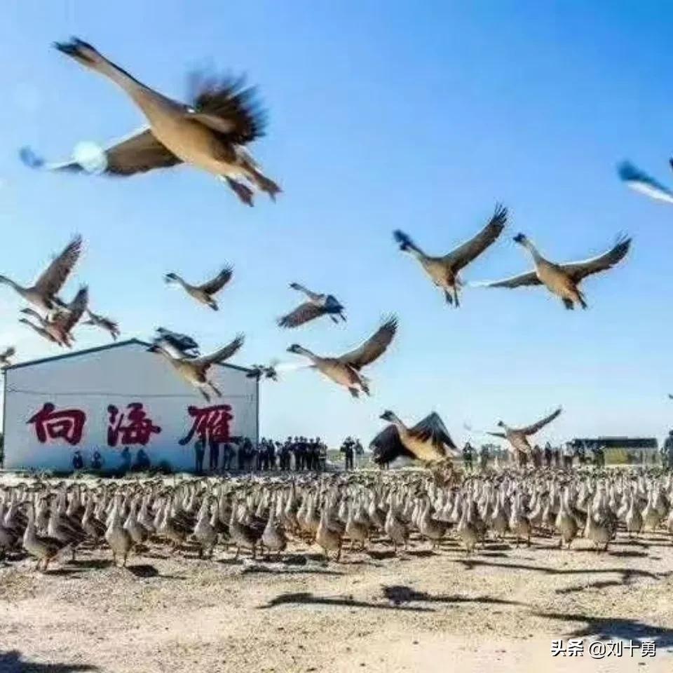 人间美味的动物有哪些,大雁做法和营养价值