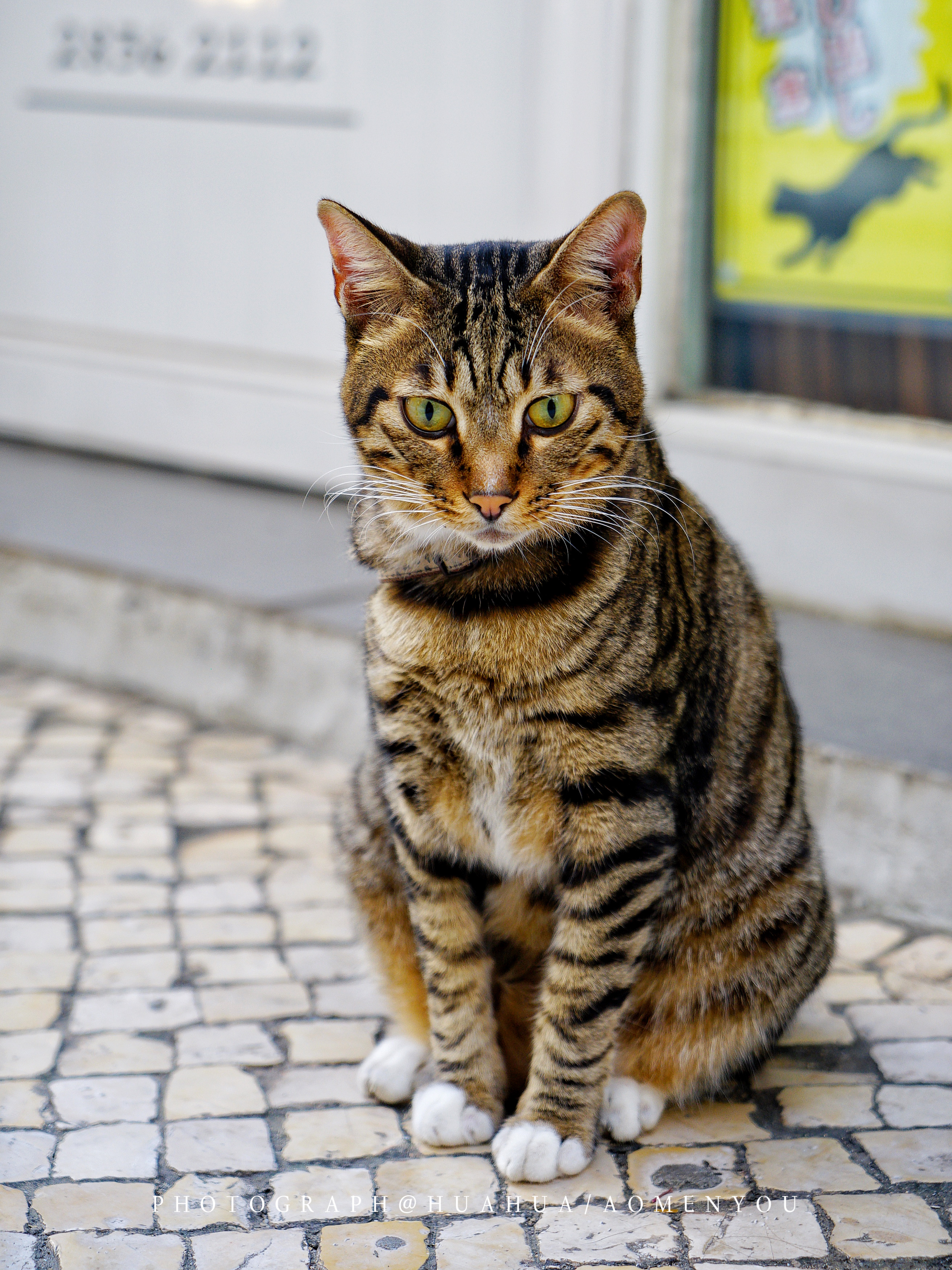 澳门旅游攻略自由行五一,澳门旅游攻略自由行一天夏天