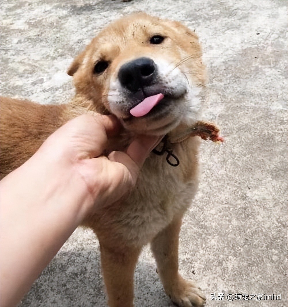 土狗不吃饭只想吃肉,土狗不吃东西一直咬泥巴