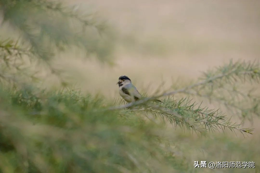 当洛师邂逅43种中国传统色……