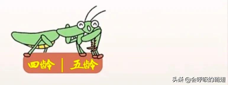 螳螂养殖报告,螳螂饲养观察记录表