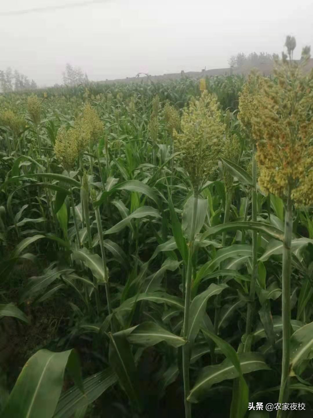 庄稼怎么防鸟,庄稼怎么防喜鹊