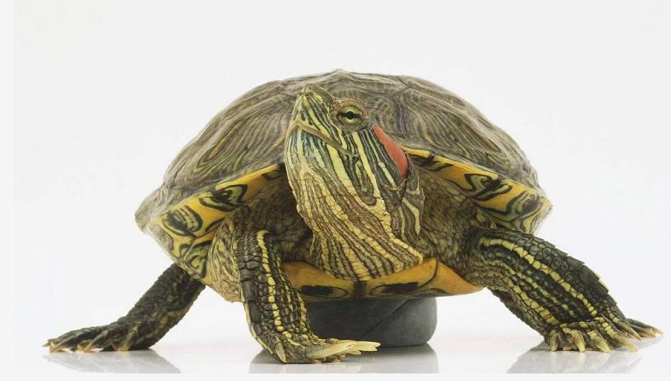 巴西龟都是入侵物种吗,巴西龟泛滥成灾警惕外来生物入侵