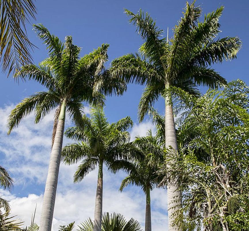 迪拜适合养什么植物,迪拜常见花草