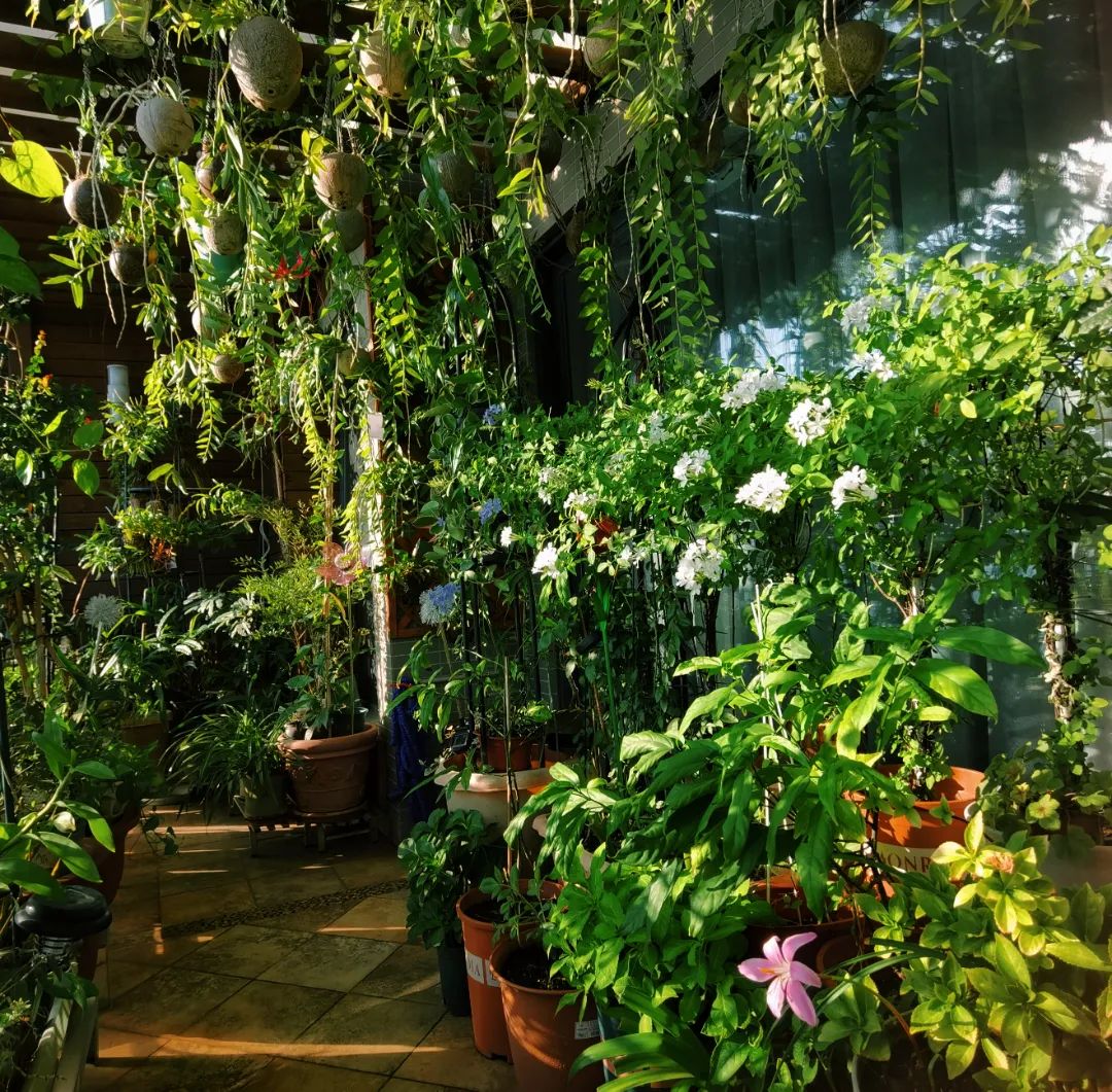 很多人羡慕的阳台,让别人羡慕的阳台