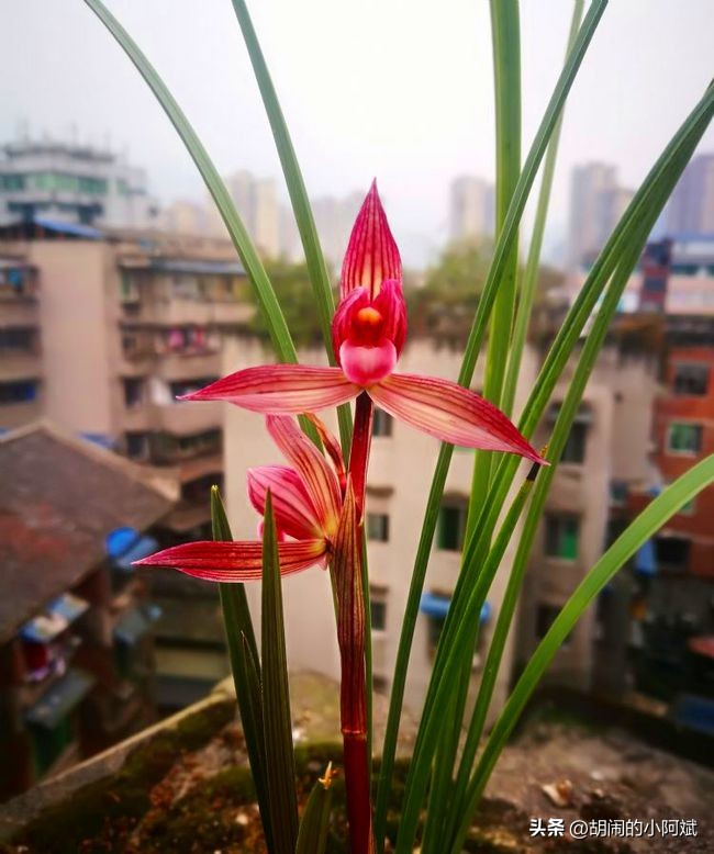 最香的兰花品种排名图片欣赏,兰花的八大品种分别是什么图片