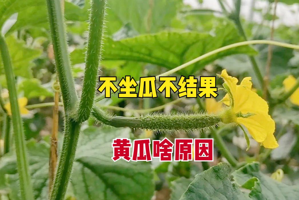 黄瓜坐瓜的技巧和方法,黄瓜弯瓜多的解决小妙招