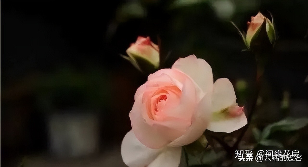 1到99朵玫瑰的含义图片,1到99朵玫瑰花语是什么