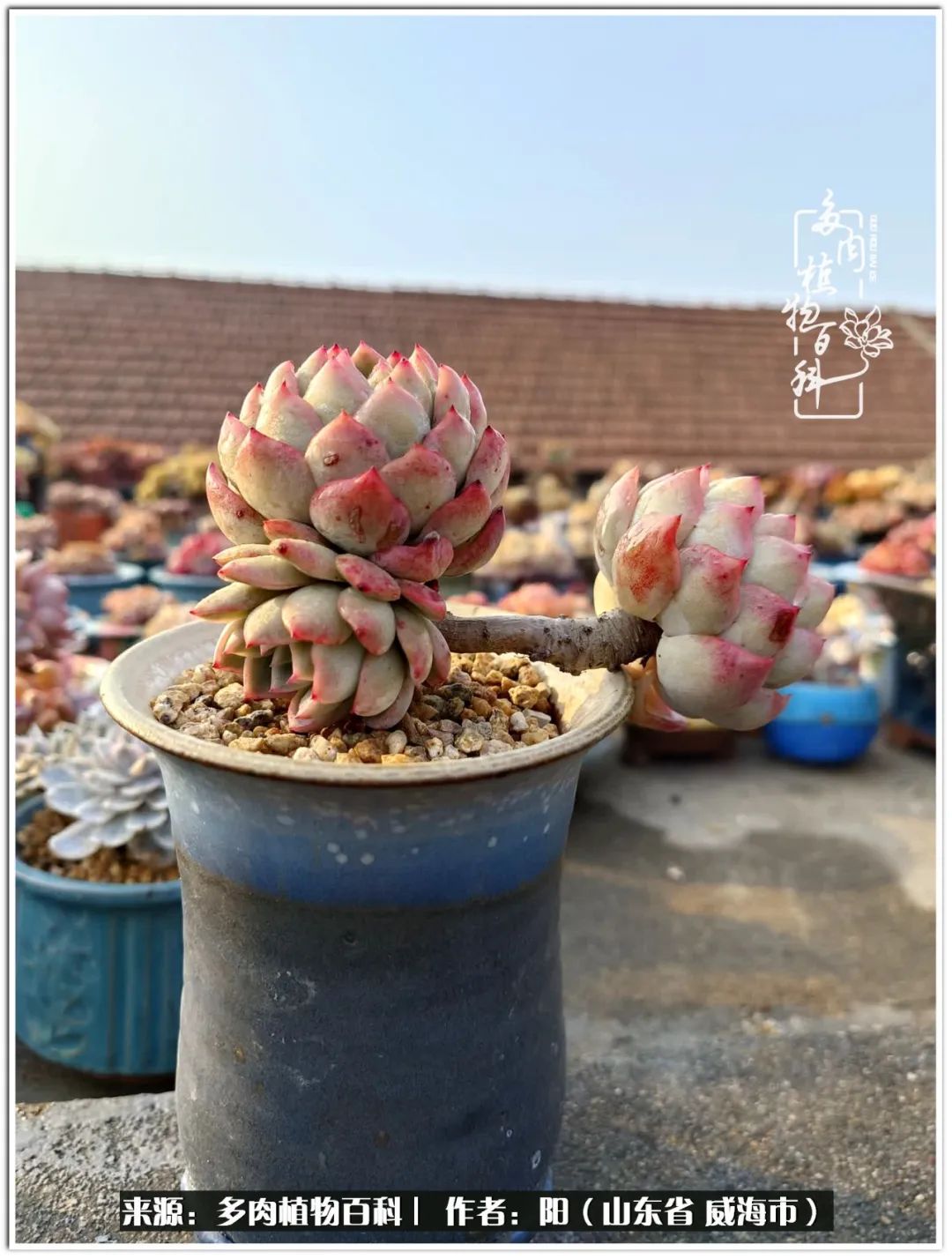 浜洪棿鐑熺伀鑷湁涓囧崈棰滆壊,浜洪棿鐑熺伀鐨嗘槸骞冲嚒棰滆壊