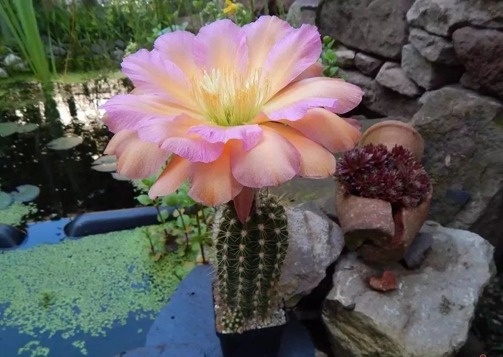 200种·仙人球开花图鉴，大开眼界，美到爆