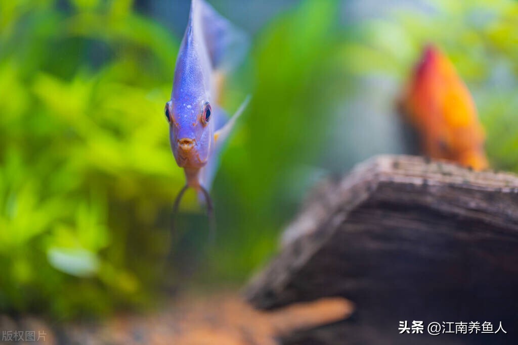 鱼缸滤材多久清洗一次怎么清洗,鱼缸过滤滤材多久清洗一次