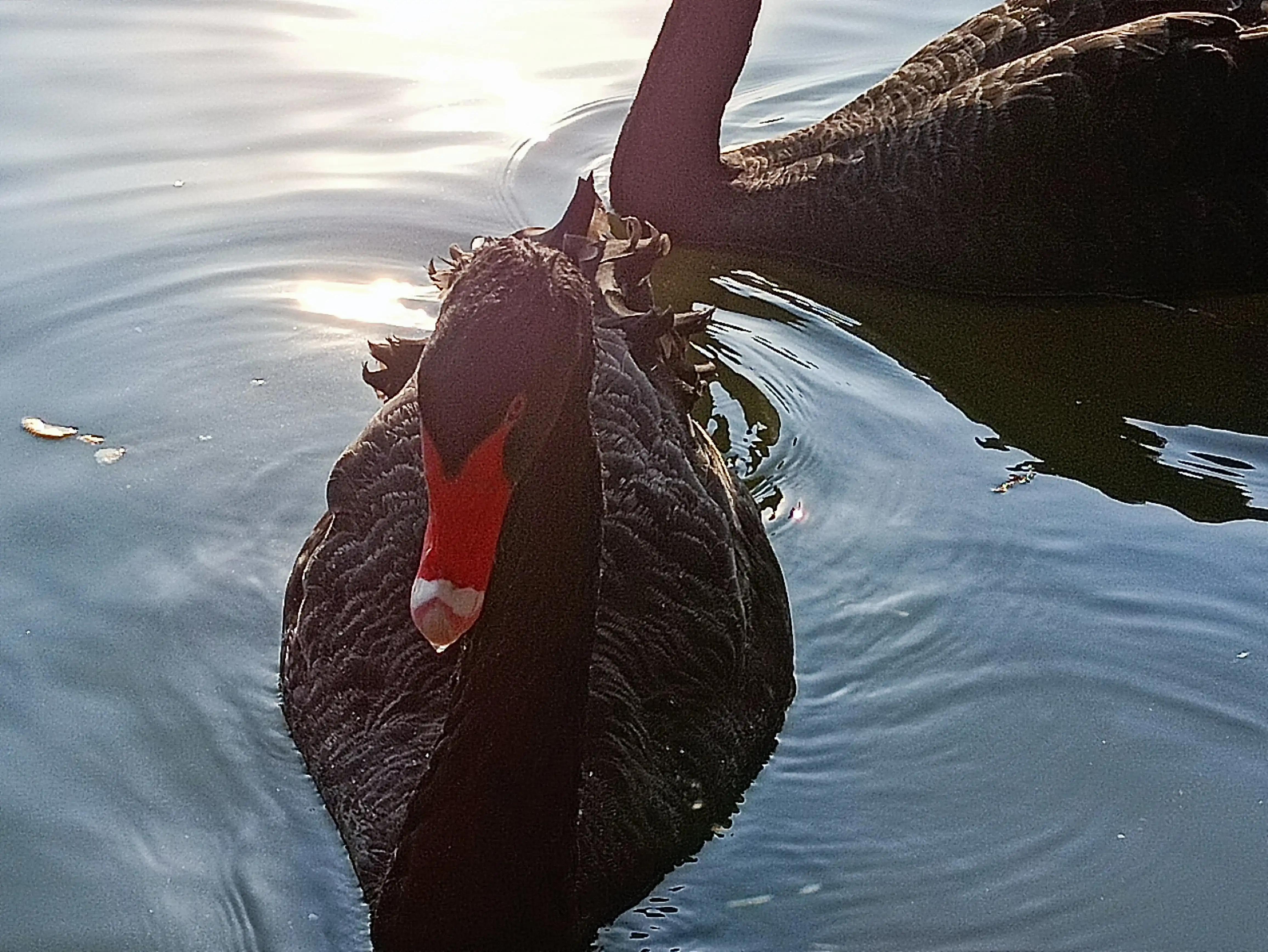 北京动物园和北京野生动物园区别,北京野生动物园狗妈妈和老虎狮子