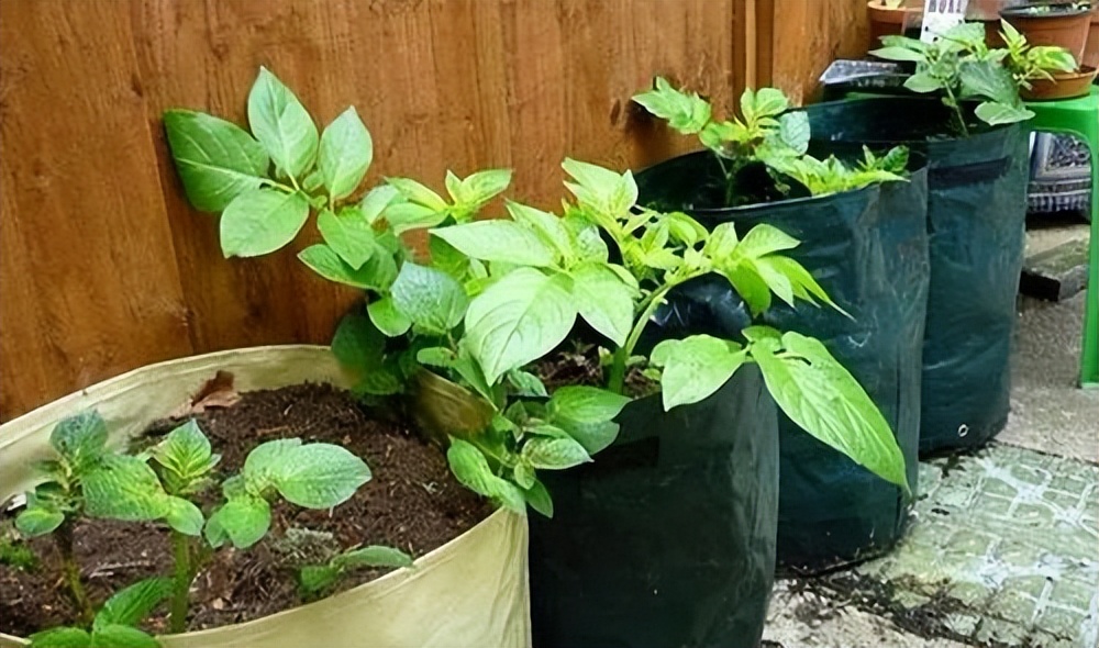 阳台夏天种这六种菜,阳台种花种菜需要几个小时的光照