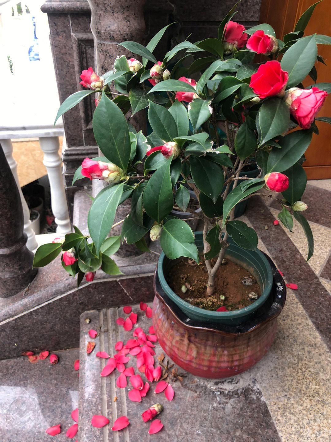 养花什么花是喜酸的,喜酸的花怎么养