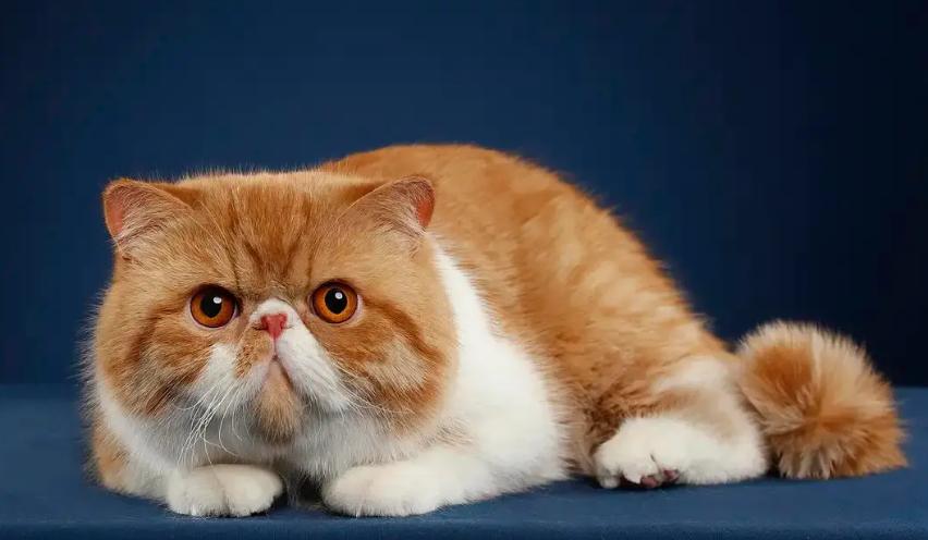 加菲猫可爱排名,肥猫加菲猫宠物