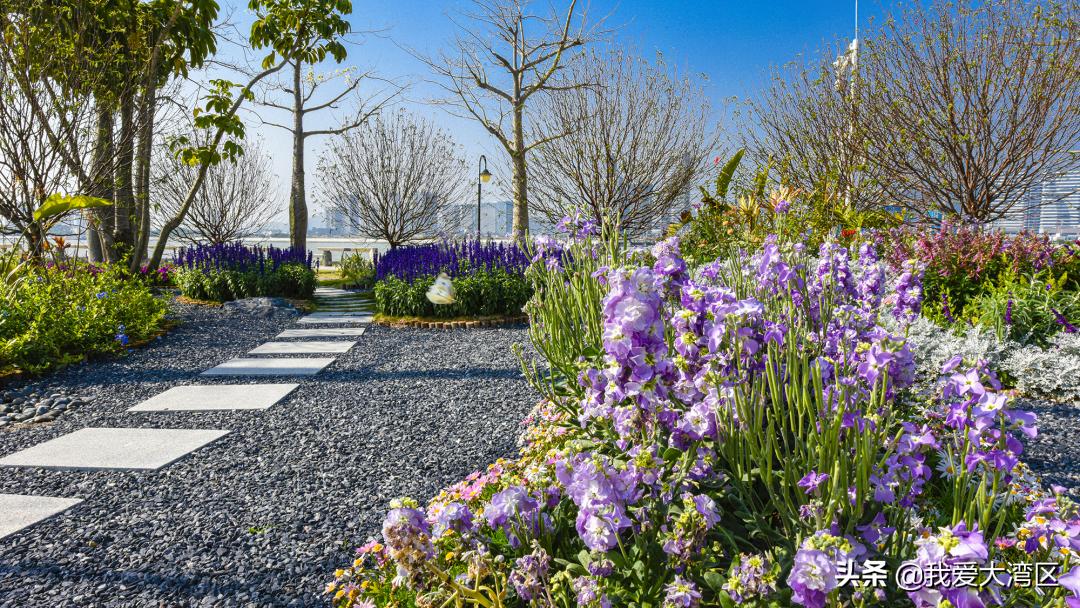 珠海春游赏花,珠海周边踏青景点