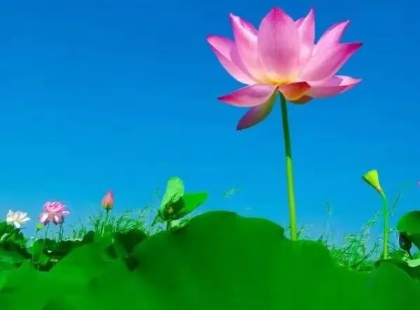 寂寞空庭美文,寂寞空庭春欲晚全集