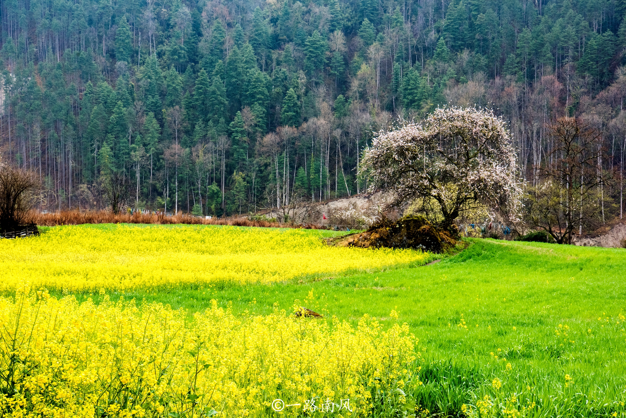 林芝美丽的城市,西藏林芝城市风景