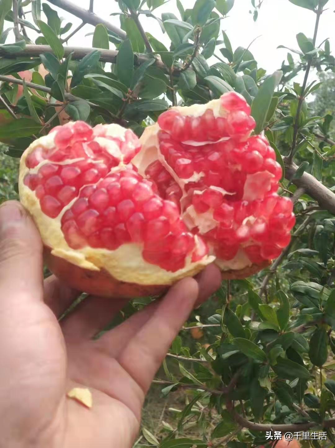 突尼斯软籽石榴和河阴石榴的区别,正宗原产地突尼斯第一名软籽石榴