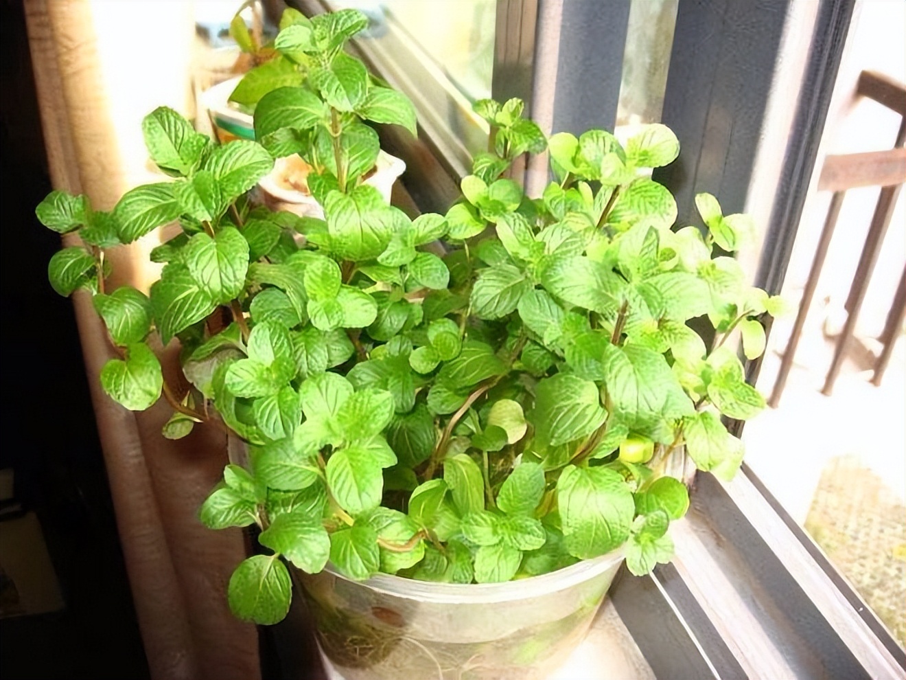 如何能使薄荷快速生长,怎样能让薄荷持续散发香味