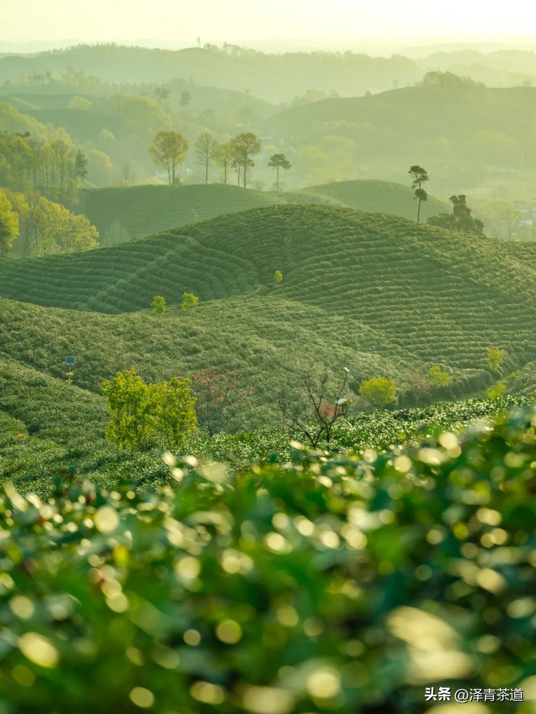 中国10大名茶品牌排名图片,2022年最具品牌价值的10大茶品牌