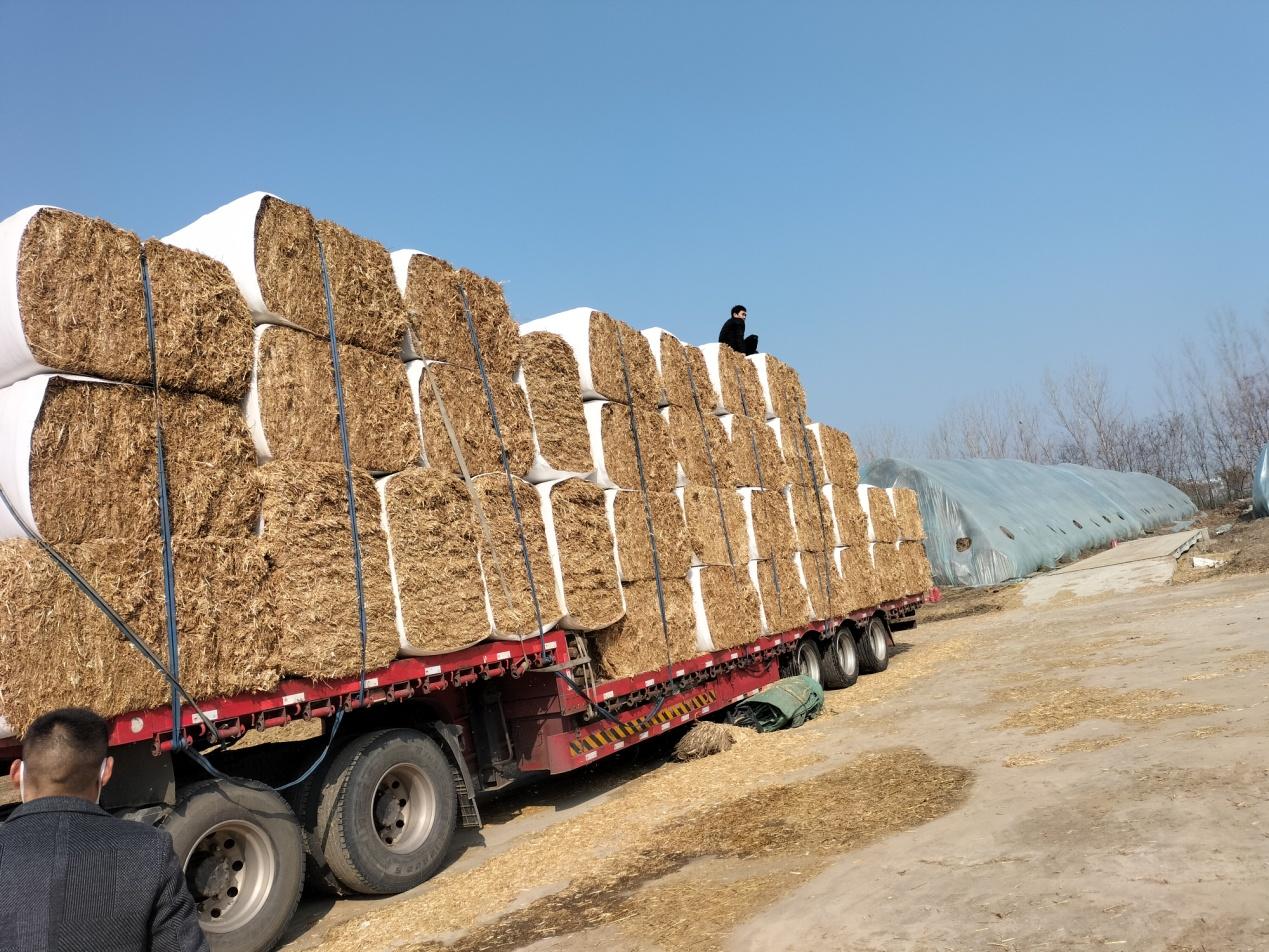 利辛高飞,安徽利辛养殖致富路