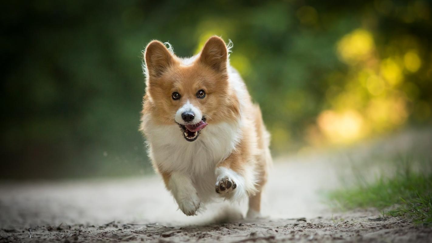 狗狗细小治好后会传染给别的狗吗,狗狗得了细小死亡后还能喂狗狗么