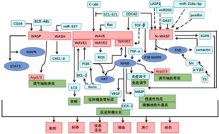 wasp瀹舵棌,wasp瀹舵棌鍜岄粍铚傛棌