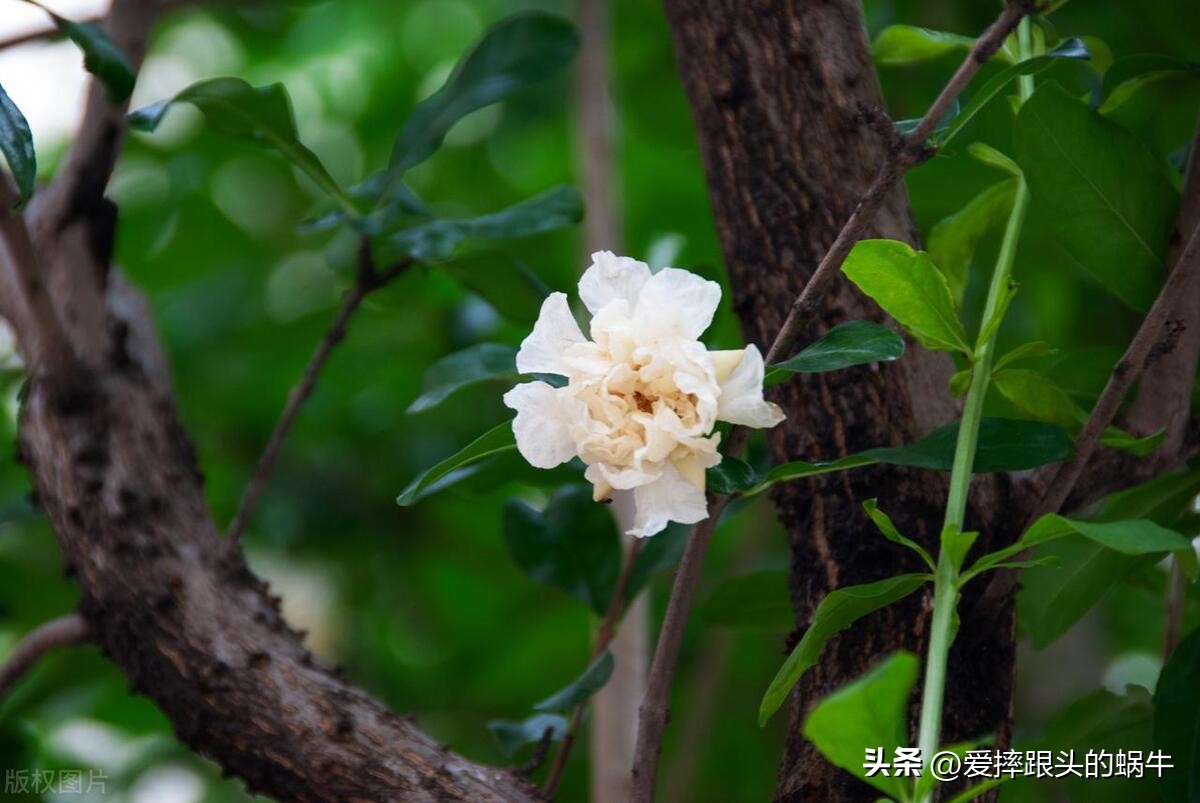 石榴花壁纸生如夏花,石榴花盛开的夏天