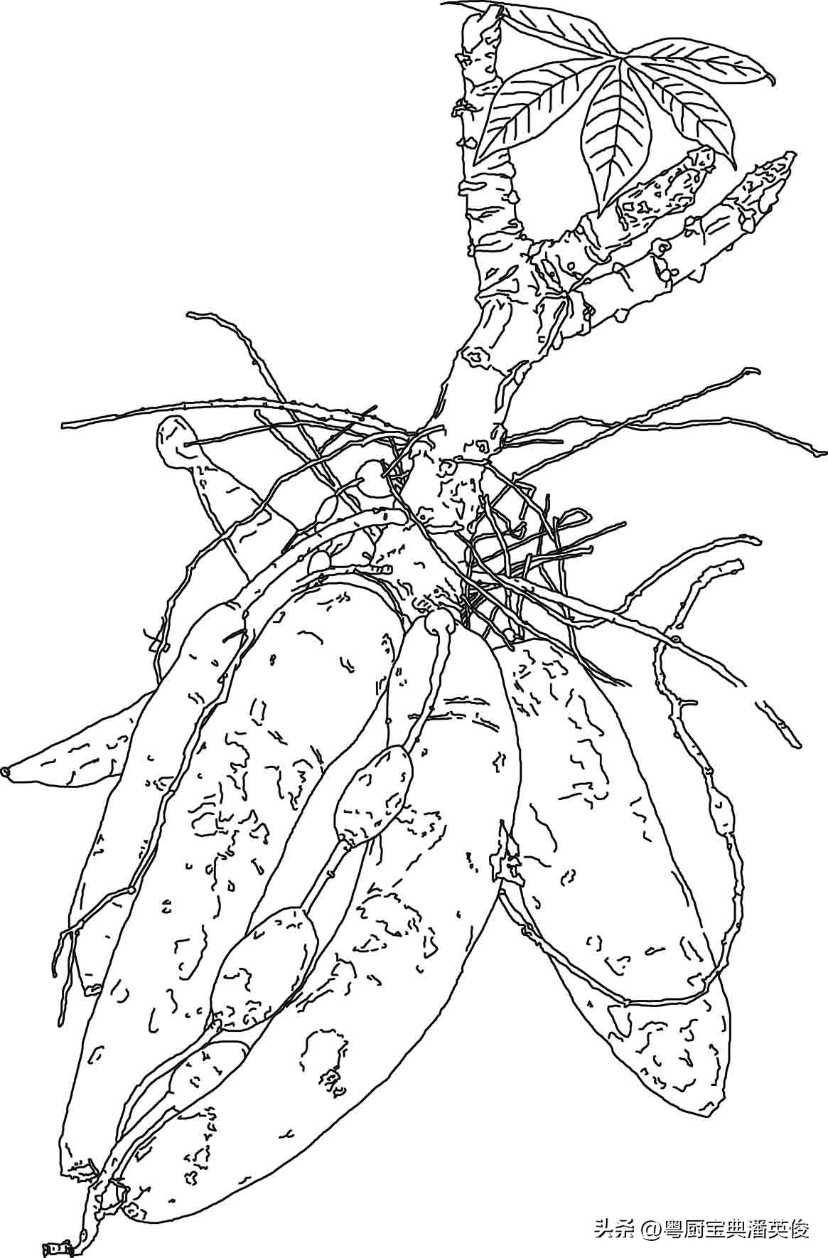 淀粉基本知识,淀粉常识