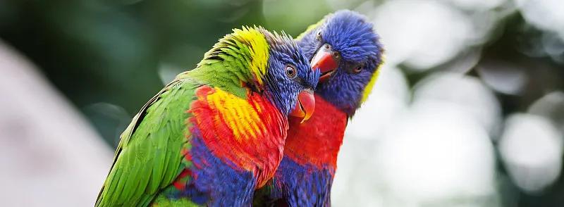 什么宠物对纯素食者最好,好养且可以食用的宠物有哪些