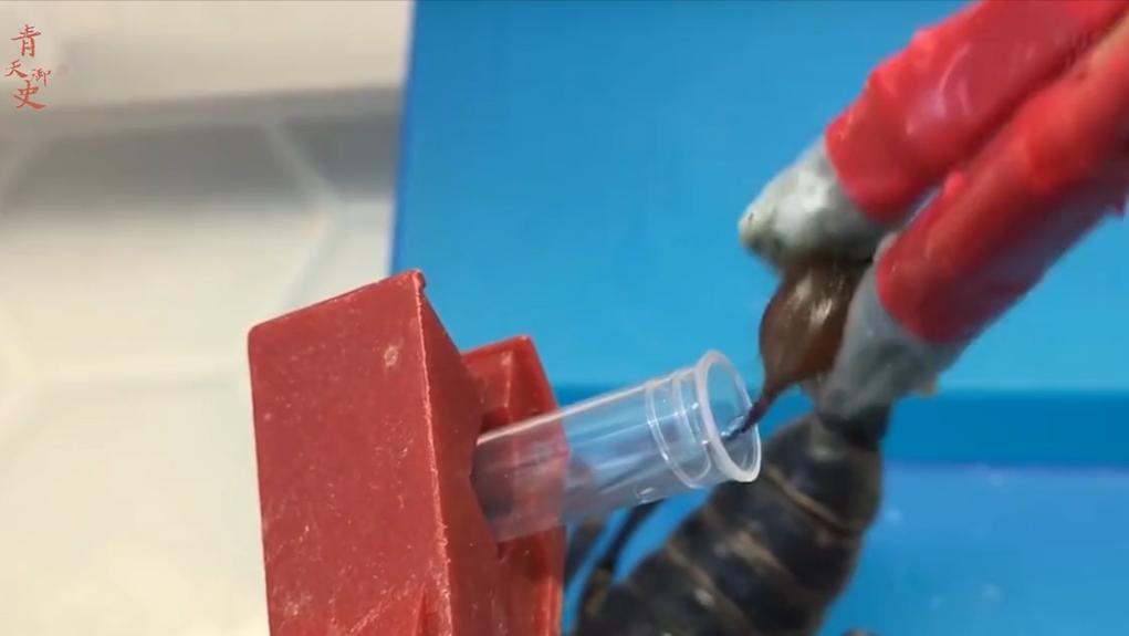 盘点十种神奇动物的价格,盘点五种有巨毒的生物