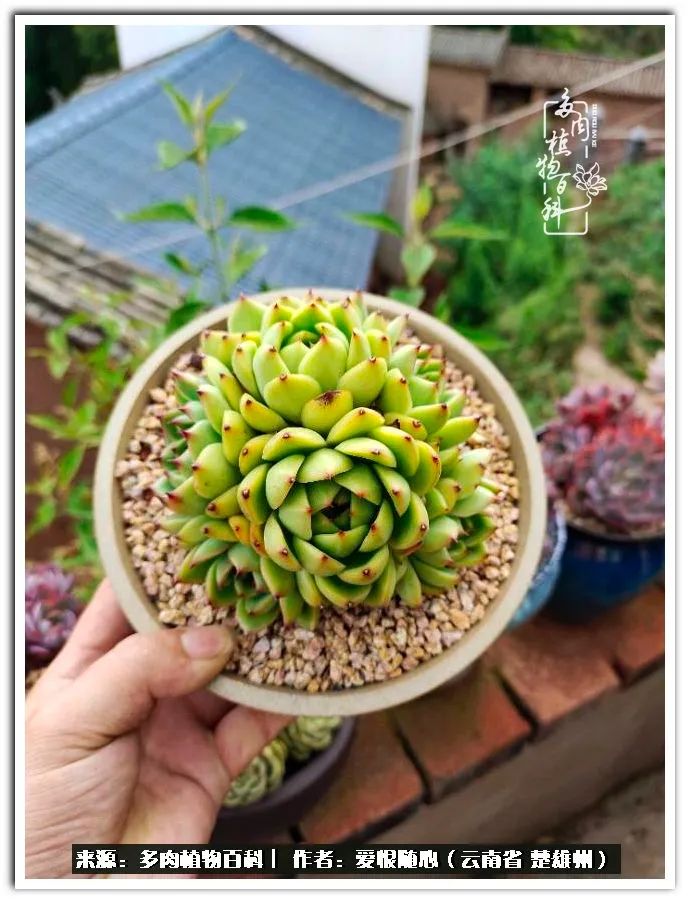 用心种好每一棵多肉,每一棵多肉都是独一无二的