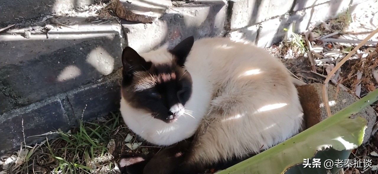 世界上最便宜的猫是什么品种,世界贵的10种猫的排名