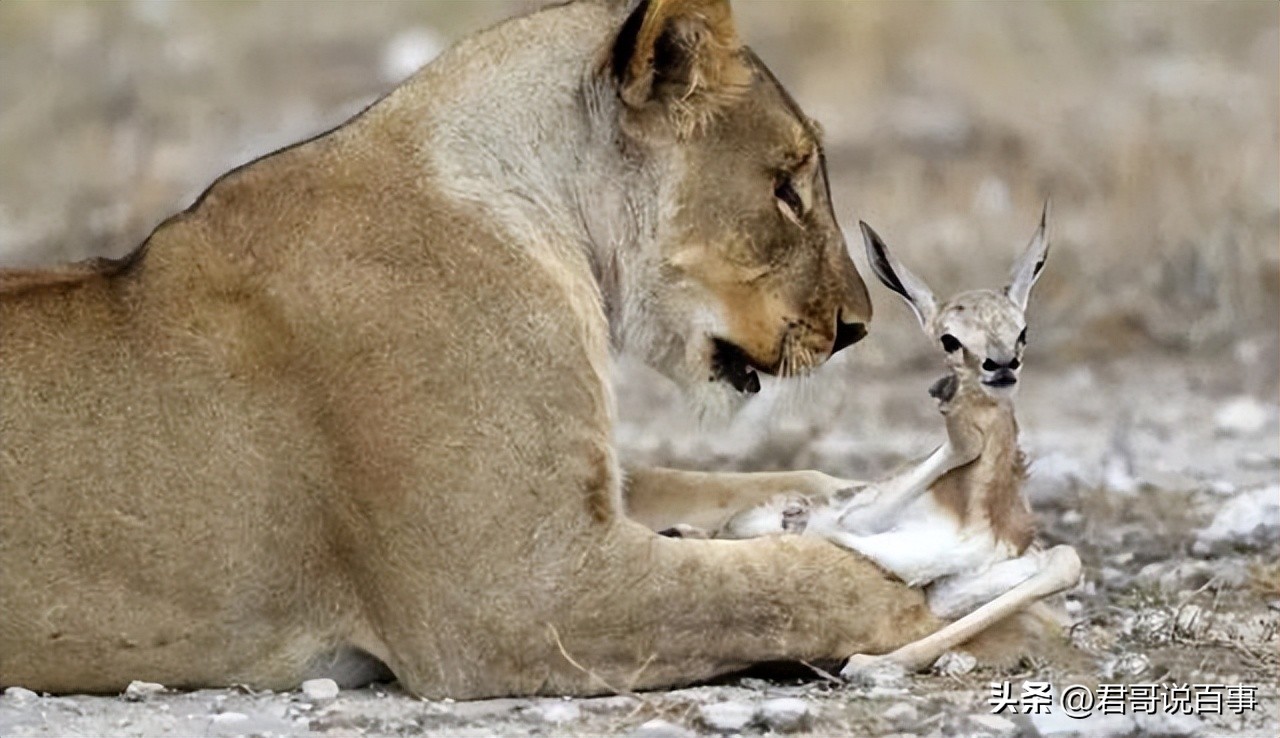猫抓住老鼠后为什么老鼠放弃抵抗,猫抓住老鼠为什么要玩