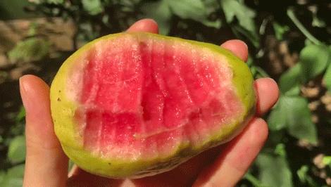 芭乐现摘现吃,芭乐水果人气榜