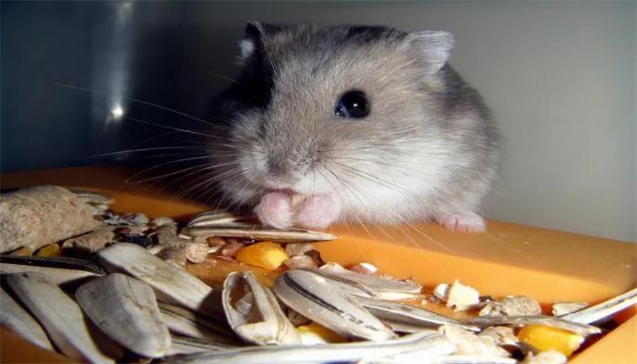 小仓鼠上厕所全集,仓鼠的厕所怎么做