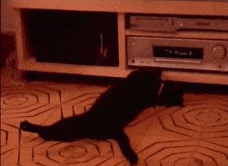 猫胀气放屁原因有哪些,猫咪肚子胀气一直放屁