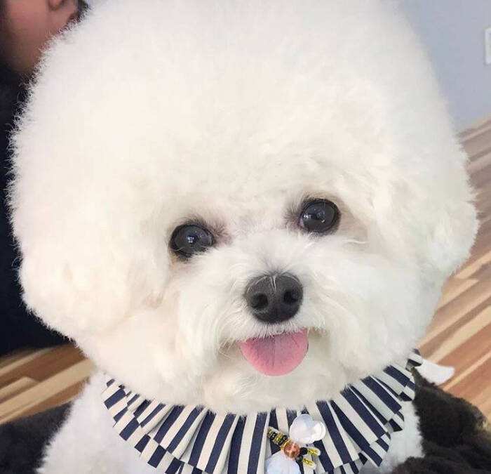 怎么判断比熊喜不喜欢你,比熊对你嗷嗷叫