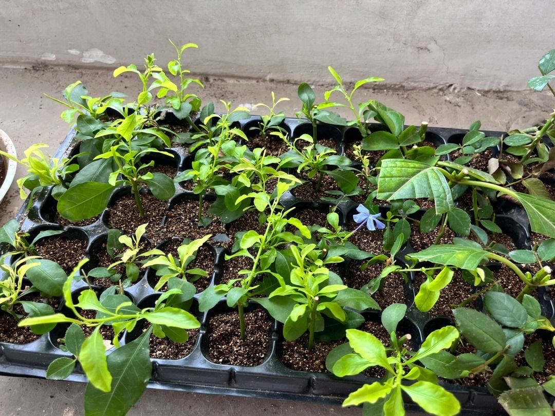 这8种花最旺家只需养一盆,什么花好看18种花又好养